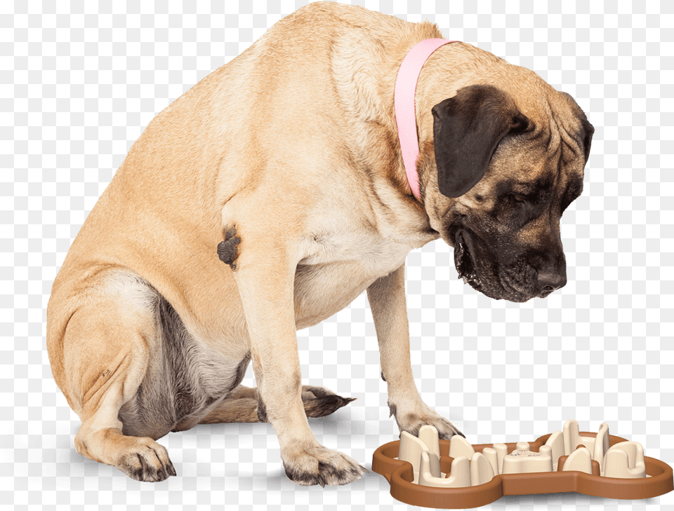 Slow Feeding Dog Bowl To Slow Eating Dog Looking Down At Cat, Animal, Canine, Mammal, Pet Png Image