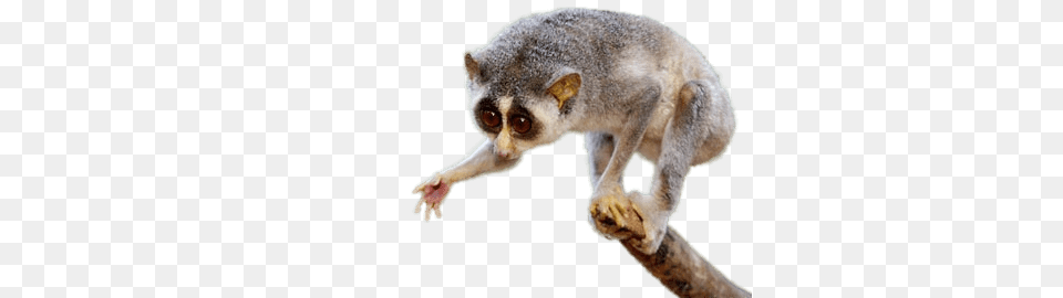 Slow Loris Giving Paw, Animal, Bear, Mammal, Wildlife Free Png Download