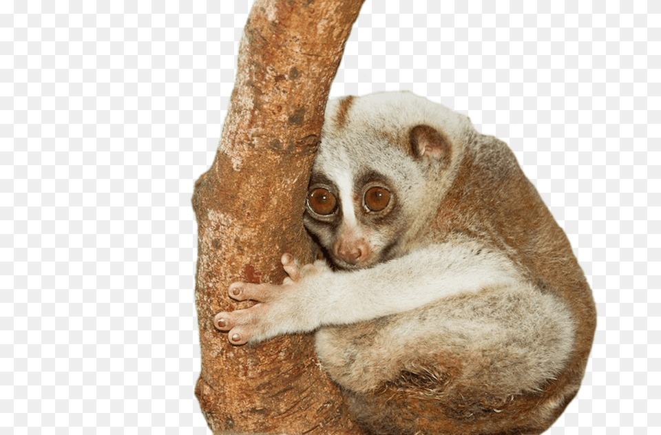 Slow Loris Hugging Tree, Animal, Mammal, Monkey, Wildlife Free Png