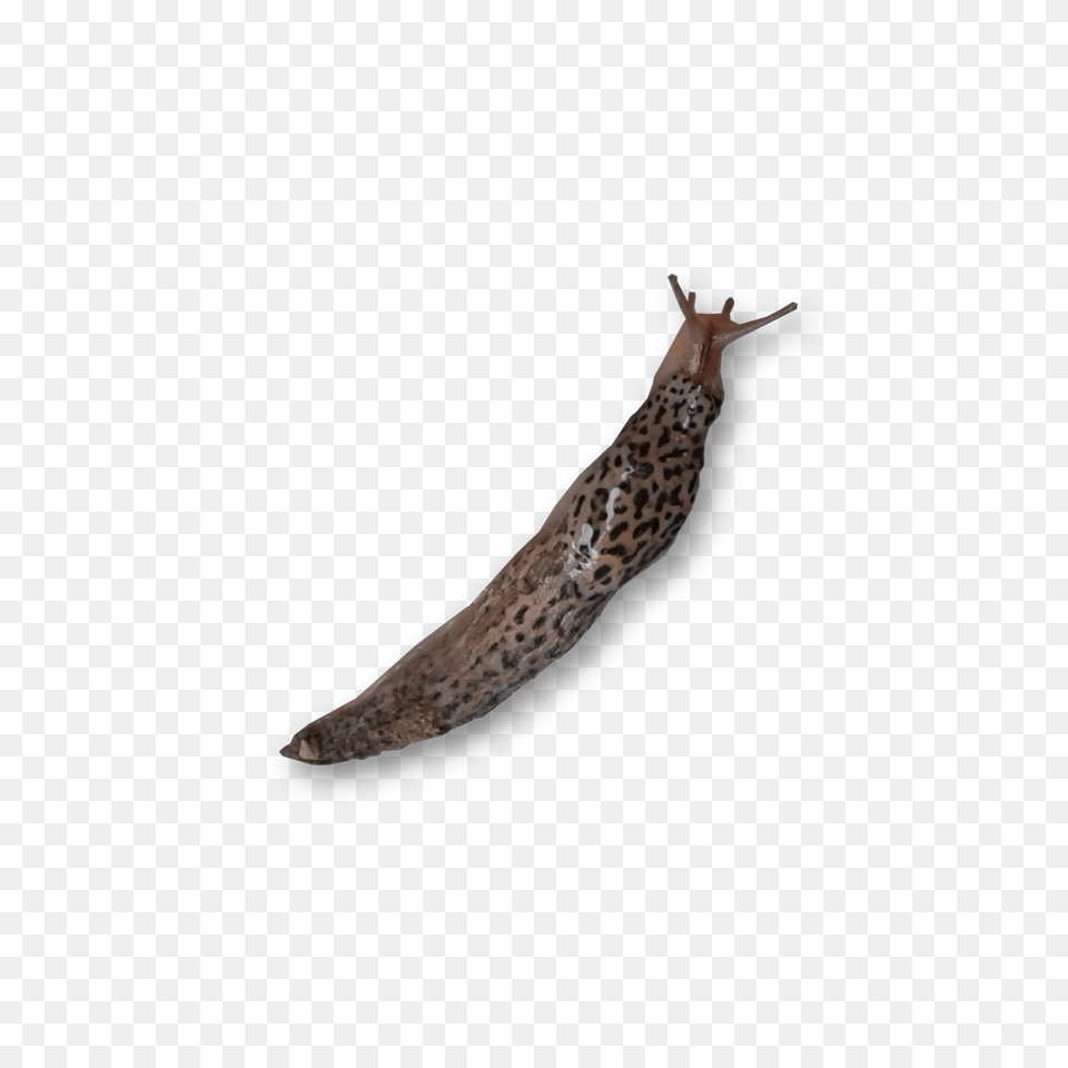 Slug, Animal, Invertebrate, Bird Free Png