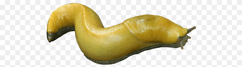 Slug, Animal, Invertebrate, Insect Free Transparent Png