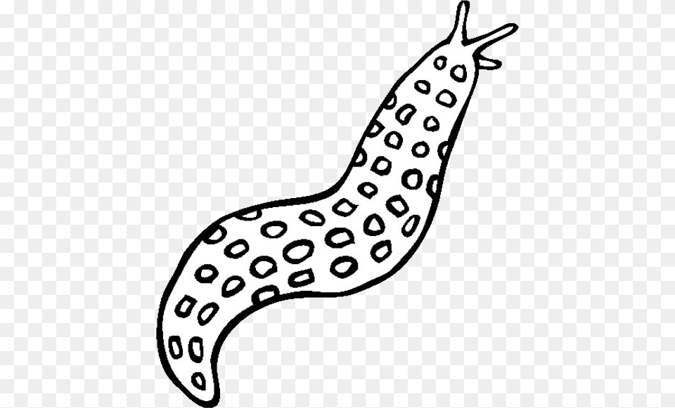 Slug, Animal, Invertebrate, Kangaroo, Mammal Free Png