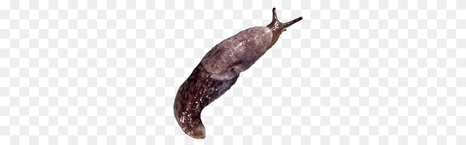 Slug, Animal, Invertebrate, Insect Free Transparent Png