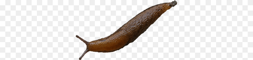 Slug, Animal, Invertebrate Png Image