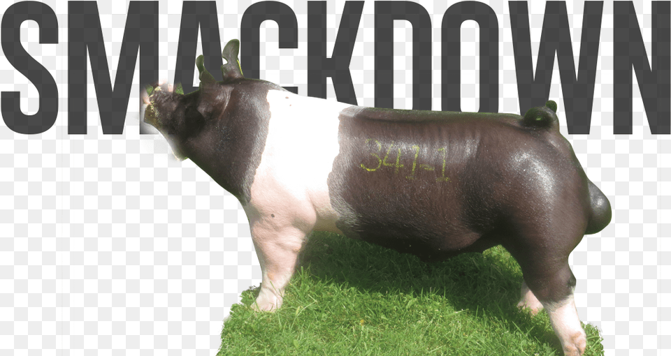 Smackdown Domestic Pig, Animal, Mammal, Hog, Boar Free Png