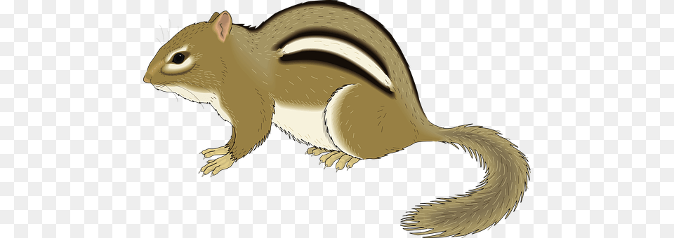 Small Animal, Mammal, Rodent, Squirrel Free Png Download