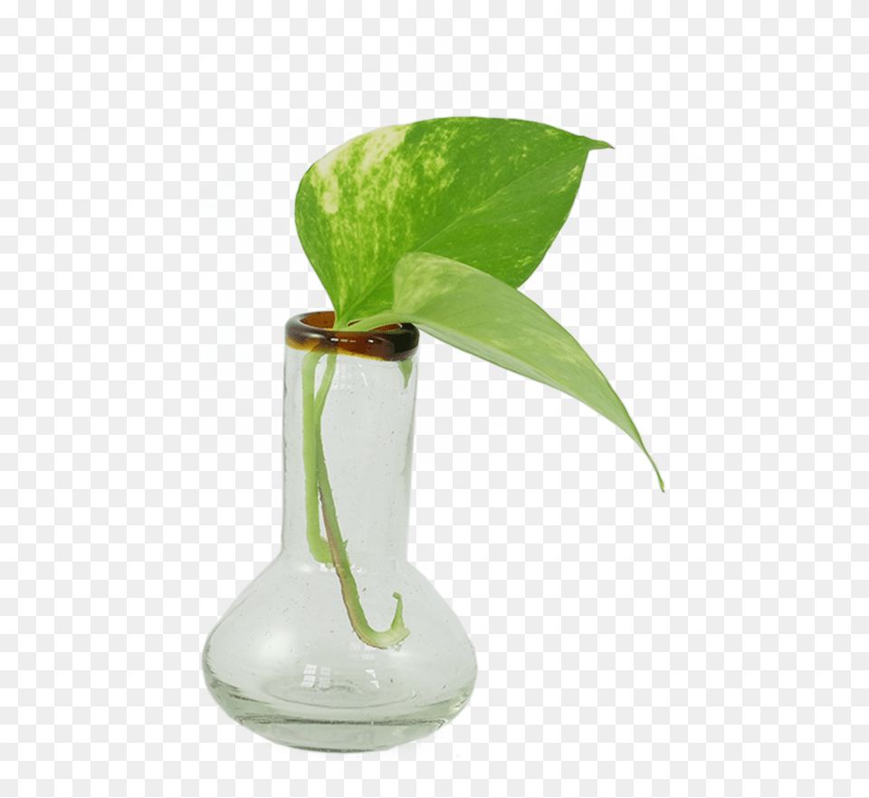 Small Amber Rim Bulb Vaseclass Lazyload Lazyload Vase, Jar, Leaf, Plant, Pottery Free Png