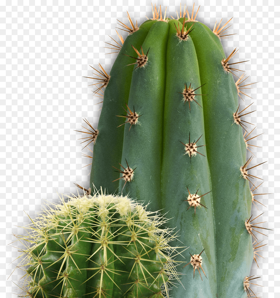 Small And Large Cactus, Plant, Animal, Invertebrate, Spider Free Png Download