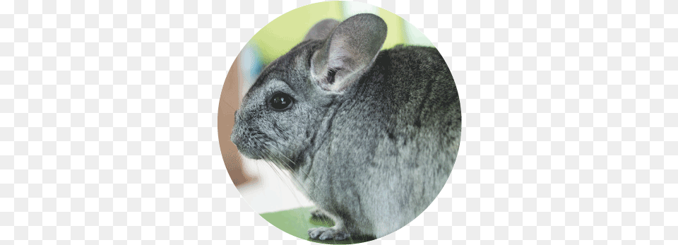 Small Animals Moulton Pet Stores Chinchilla, Animal, Mammal, Rodent, Rat Free Png
