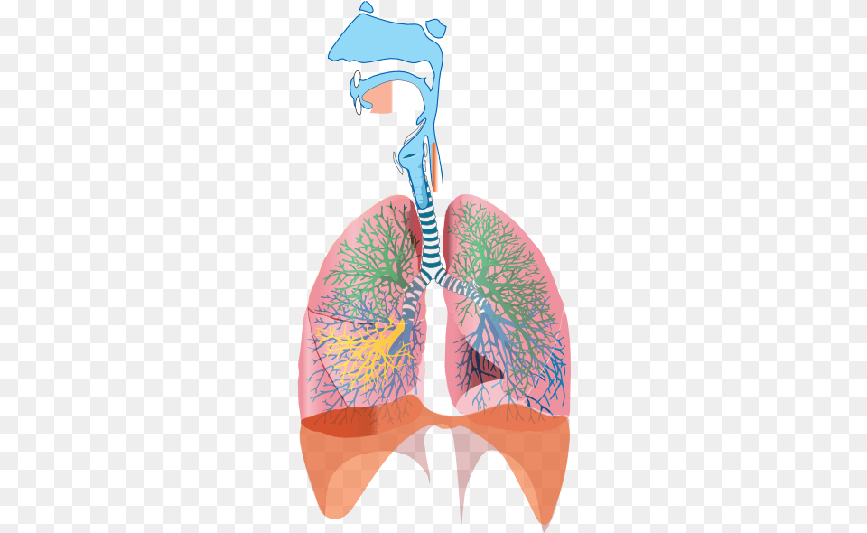 Small Annotated Respiratory System Diagram, Ct Scan, Adult, Female, Person Free Png