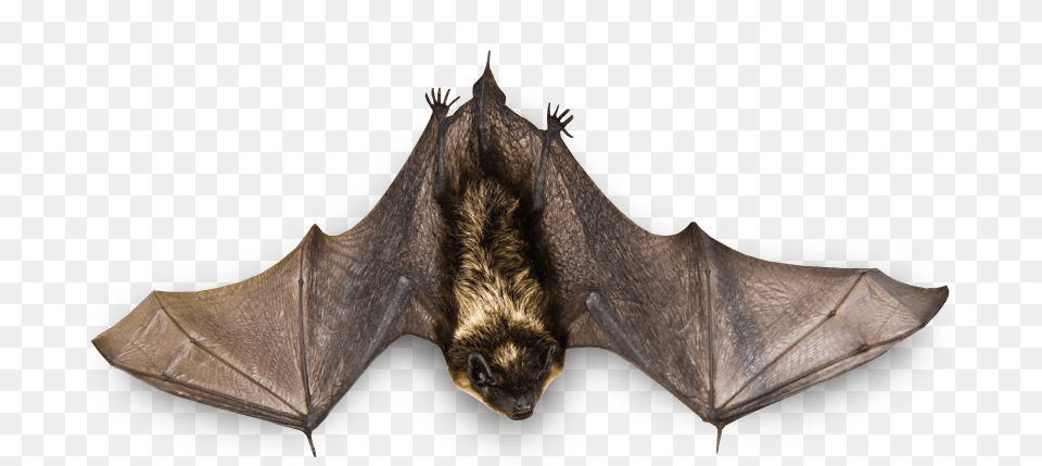 Small Bat Flying, Animal, Mammal, Wildlife, Bear Free Png