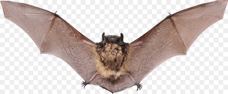 Small Bat Open Wings Clip Arts Bat With Wings Open, Animal, Mammal, Wildlife, Insect Png Image