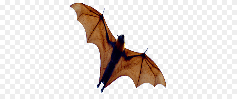 Small Bat Open Wings Transparent, Animal, Wildlife, Mammal, Antelope Png