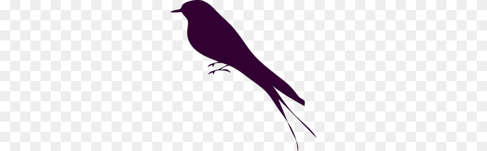 Small Bird Clipart, Animal, Blackbird Png Image