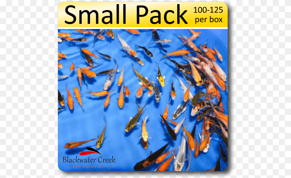 Small Black And Orange Fish, Animal, Sea Life, Carp, Koi Free Png Download