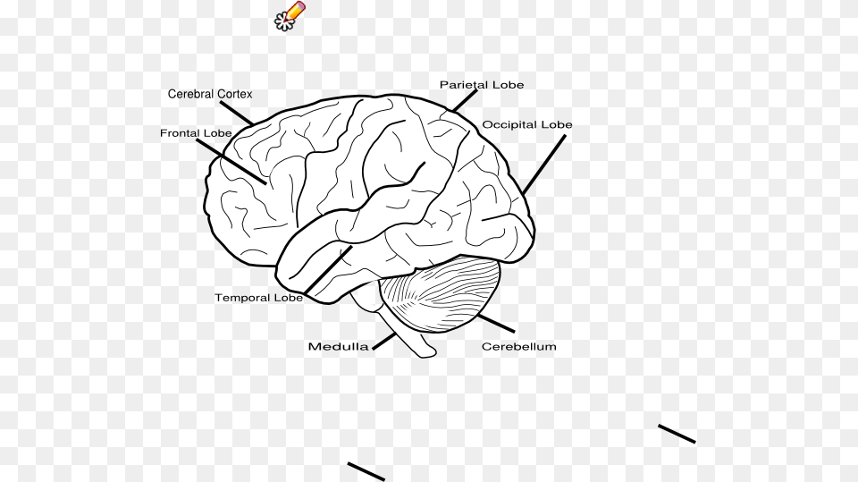 Small Blank Brain Diagram Png