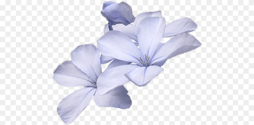 Small Blue Flowers Flower, Geranium, Petal, Plant, Person Free Png