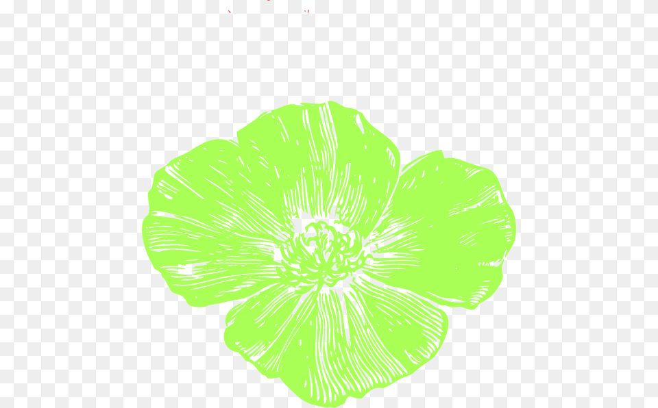 Small California Poppy, Anemone, Anther, Flower, Petal Png Image