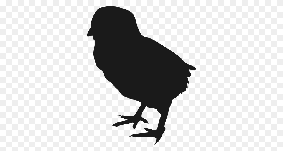 Small Chicken Silhouette, Person, Animal, Bird Png