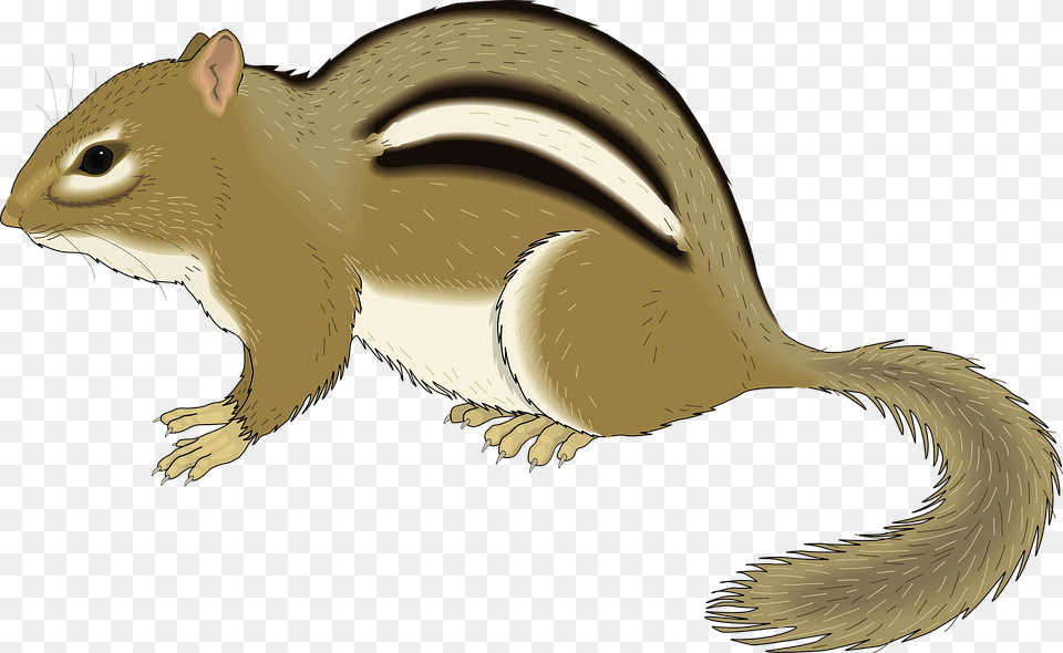 Small Chipmunk Forest Animal Still Staying Stay Chipmunk Clipart, Mammal, Rodent, Squirrel, Person Free Transparent Png
