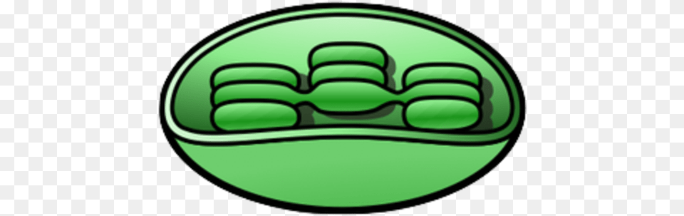 Small Chloroplast Clip Art, Green, Disk Png Image