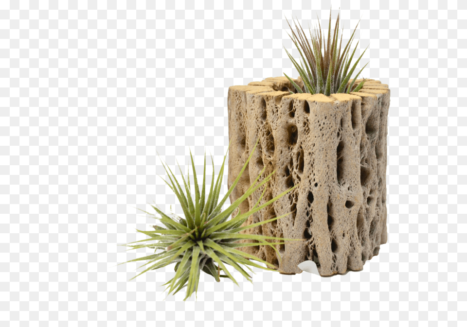 Small Cholla Wood Air Plant Holder Grass, Potted Plant, Tree, Pottery, Agavaceae Free Png Download