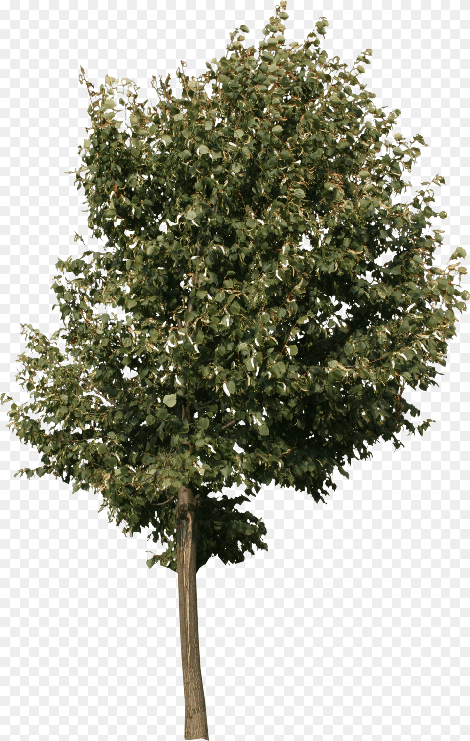 Small City Tree Png