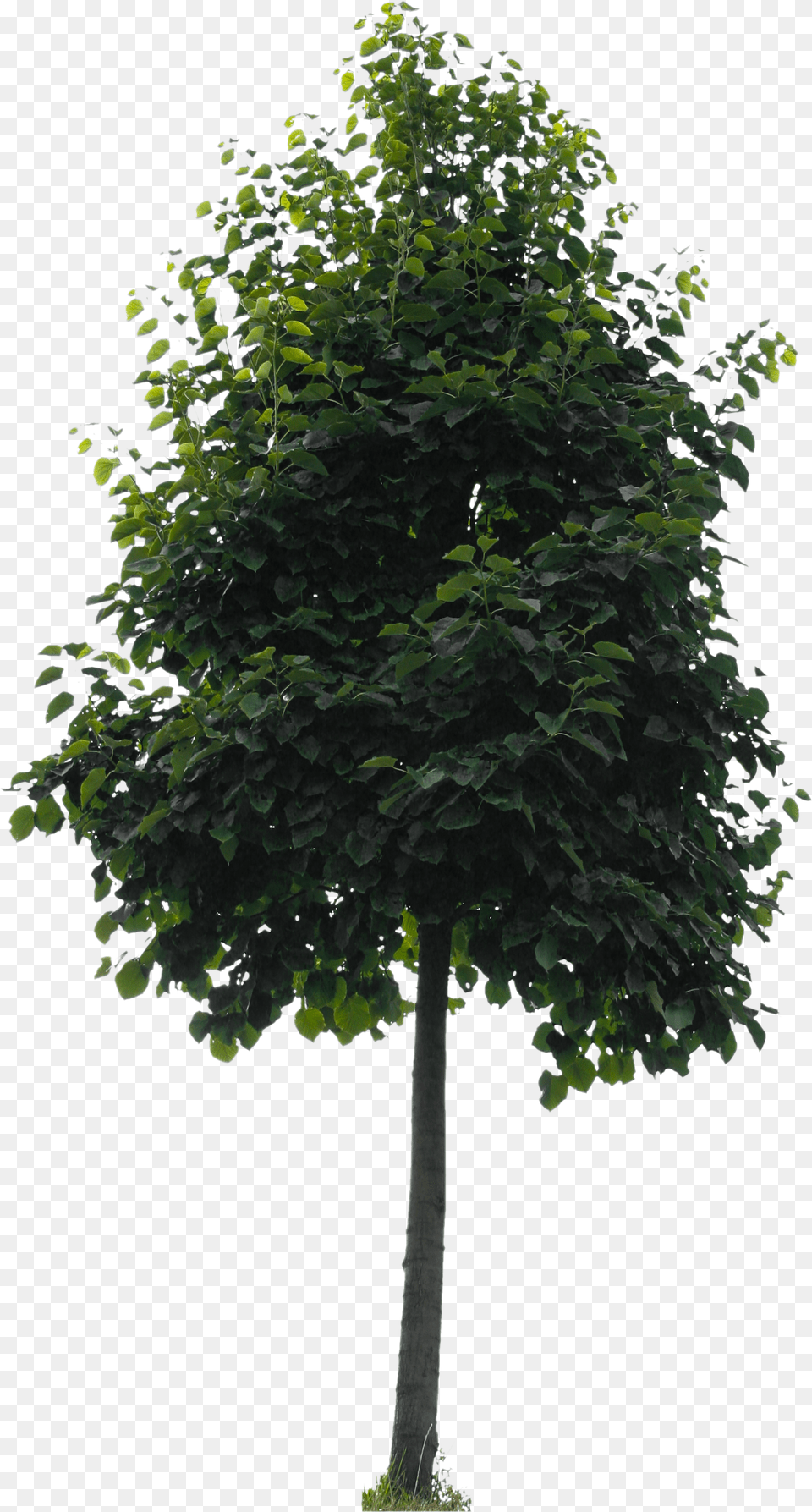 Small City Tree Cut Out People Trees And Leaves Leaf, Plant, Tree Trunk, Maple Free Transparent Png