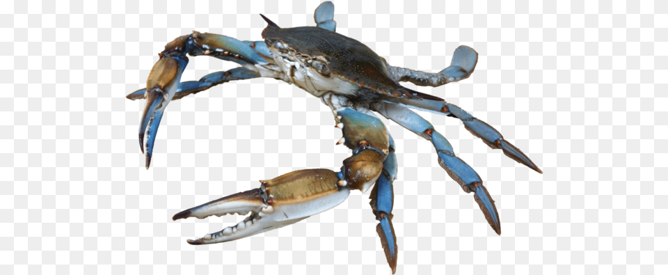 Small Crab, Food, Seafood, Animal, Invertebrate Png