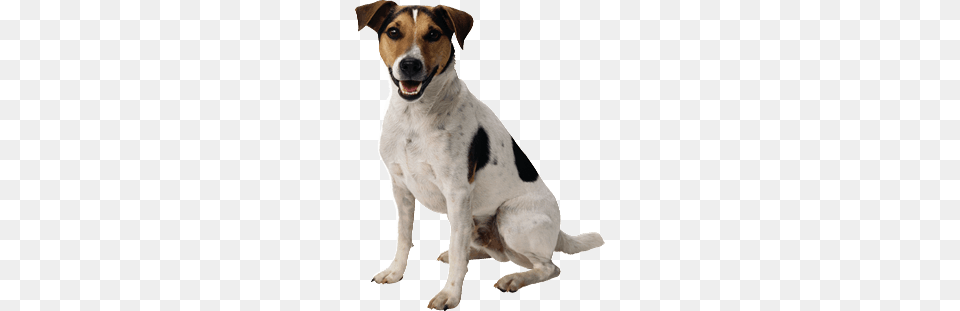 Small Cute Dog, Animal, Canine, Hound, Mammal Free Png