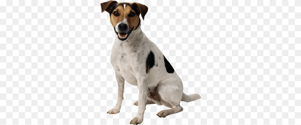 Small Cute Dog Dog Transparent, Animal, Canine, Hound, Mammal Png