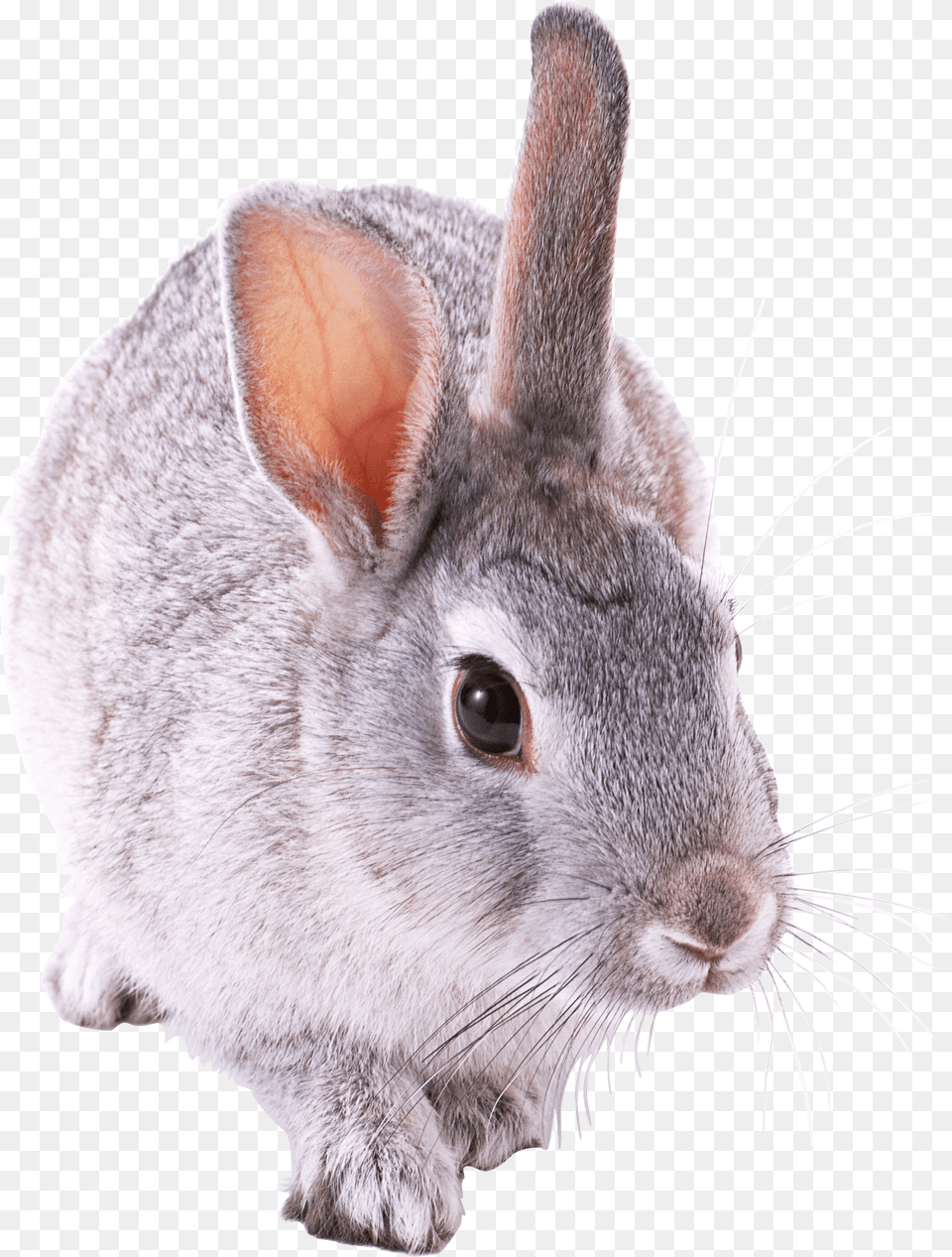 Small Cute Rabbit Clip Arts Krolik, Animal, Mammal, Rat, Rodent Free Png Download