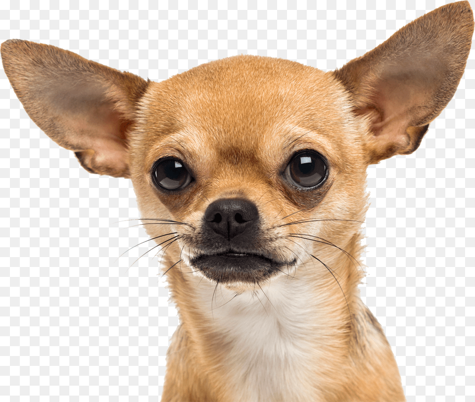 Small Dog Chihuahua, Animal, Canine, Mammal, Pet Png