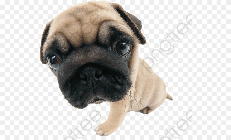 Small Dog Pug, Animal, Canine, Mammal, Pet Png Image