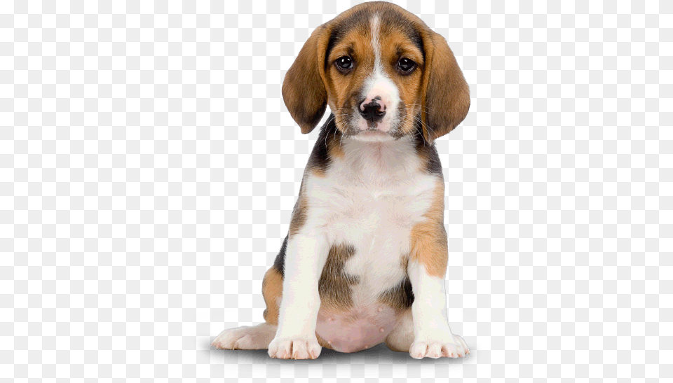 Small Dog Puppy, Animal, Canine, Hound, Mammal Free Transparent Png