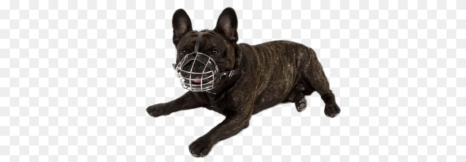Small Dog Wearing A Muzzle, Animal, Bulldog, Canine, French Bulldog Free Transparent Png