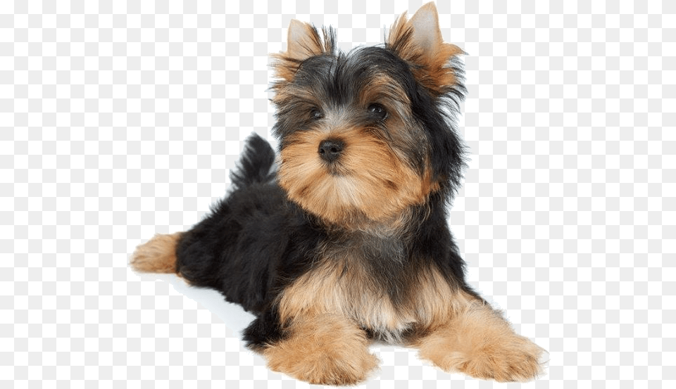 Small Dogs Laying Down, Animal, Canine, Dog, Mammal Free Png