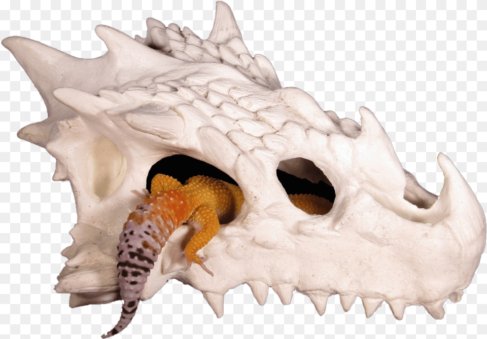 Small Dragon Skull Reptile Hide Dragon Skull Reptile Hide, Animal, Invertebrate, Sea Life, Seashell Png Image