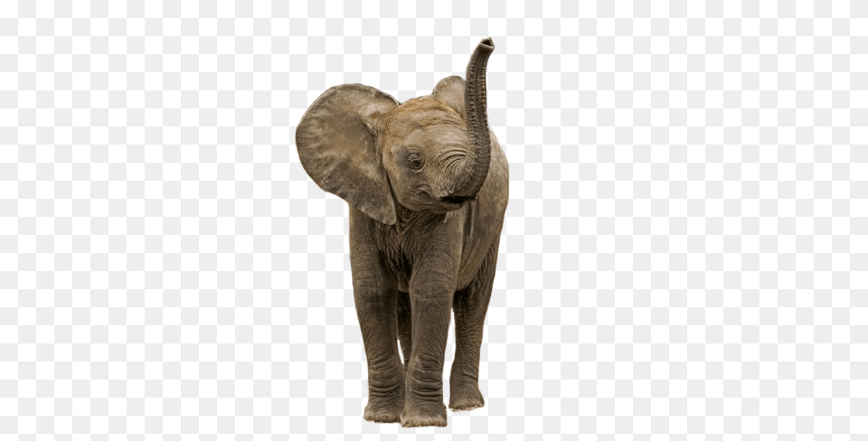 Small Elephant, Animal, Mammal, Wildlife Free Transparent Png