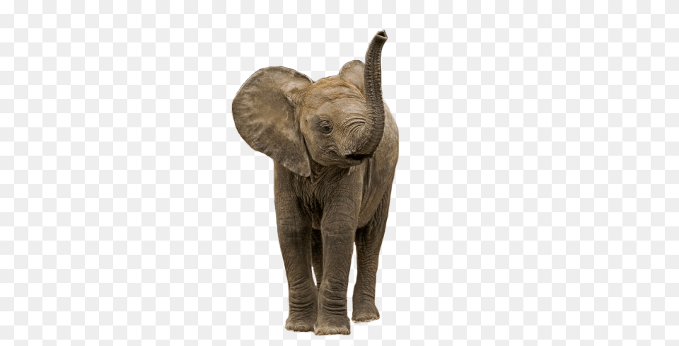 Small Elephant Transparent Baby Elephant Transparent Background, Animal, Mammal, Wildlife Free Png Download