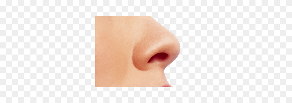 Small Female Nose, Person, Skin, Adult, Head Free Transparent Png
