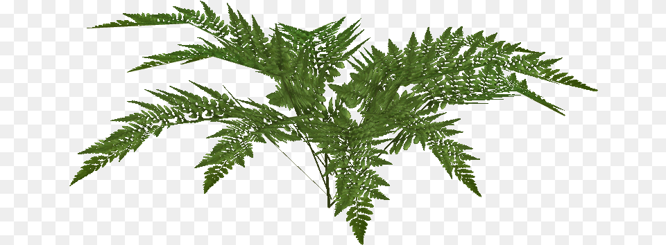 Small Fern Fern, Plant, Leaf Png Image