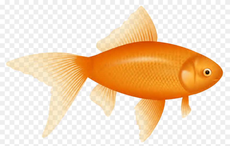 Small Fish Goldfish Clipart, Animal, Sea Life Free Png