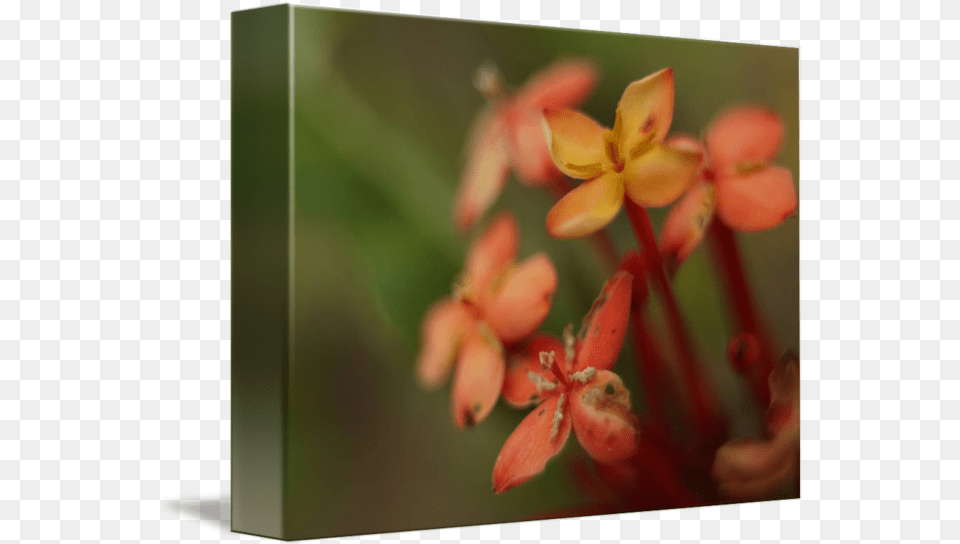 Small Flower Bunch By Tirzah King Milkweed, Anther, Bud, Geranium, Petal Png Image