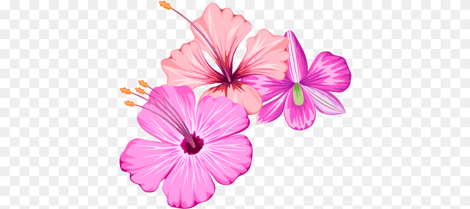 Small Flower Design, Geranium, Plant, Anther, Petal Free Transparent Png