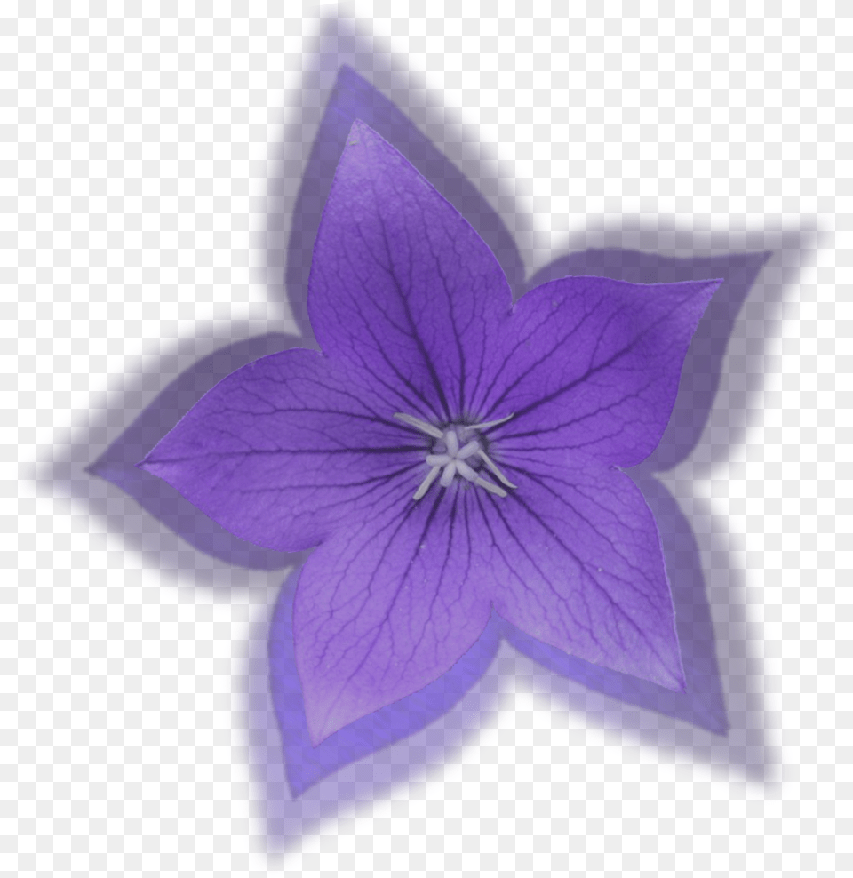 Small Flower More Small Flower Balloon Flower, Petal, Plant, Purple, Geranium Free Png