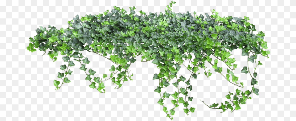 Small Flower Tree, Plant, Ivy, Vine Png