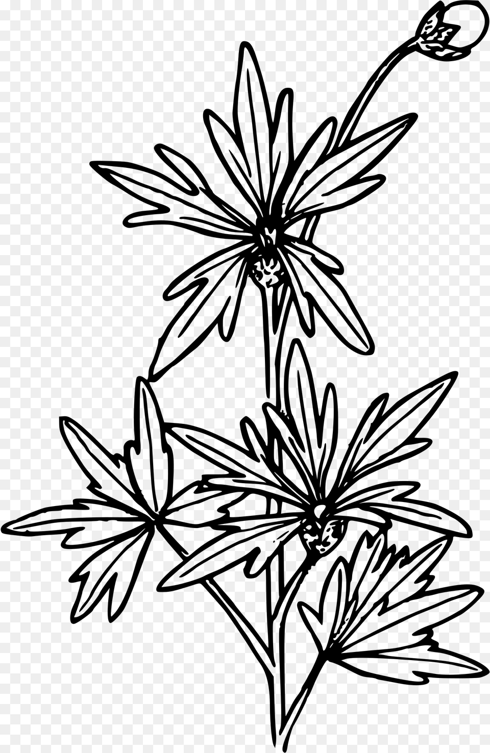 Small Flowered Fringecup Clip Arts Drawing Chinese Flower, Gray Png