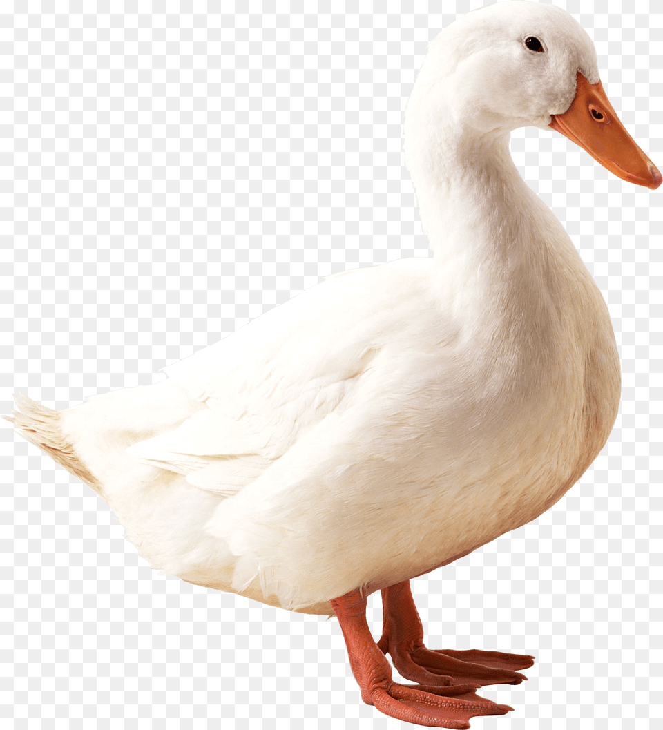 Small Goose, Animal, Bird, Duck, Anseriformes Free Png