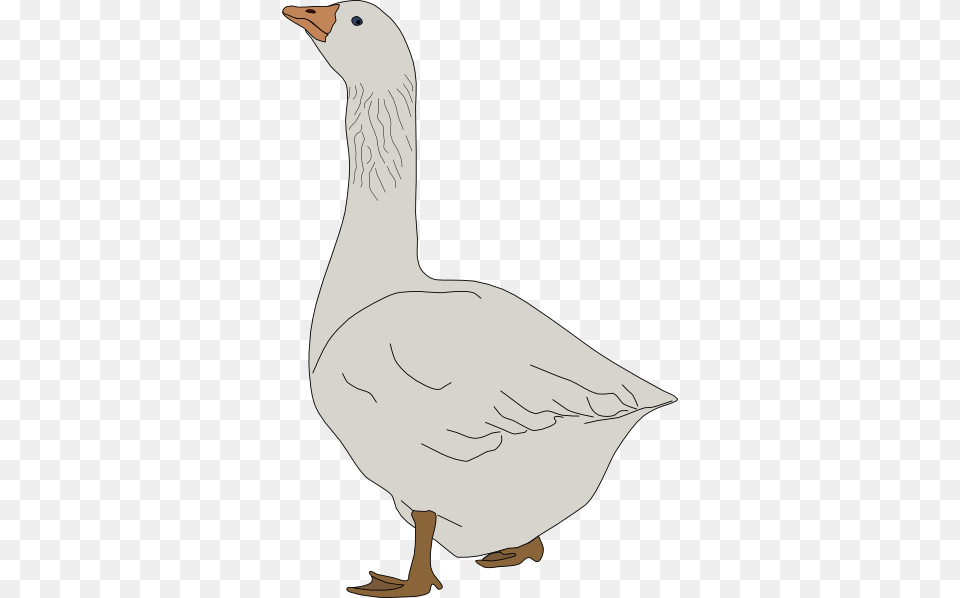 Small Goose Clipart, Animal, Bird, Waterfowl, Person Png Image